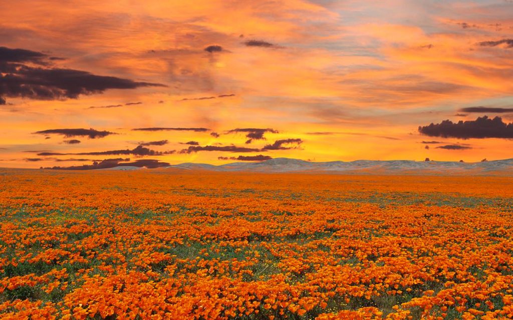 Expansive California Poppy Field at Sunset