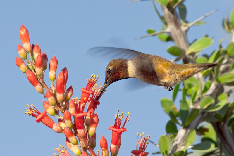 Male Blackchin Hummingbird feeding on Ocotillo Flowers