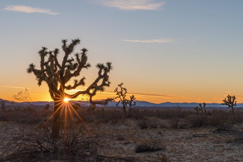 Sun setting behind a Joshua tree (Yucca brevifolia) at the Saddleback Butte State Park in Lancaster, California.