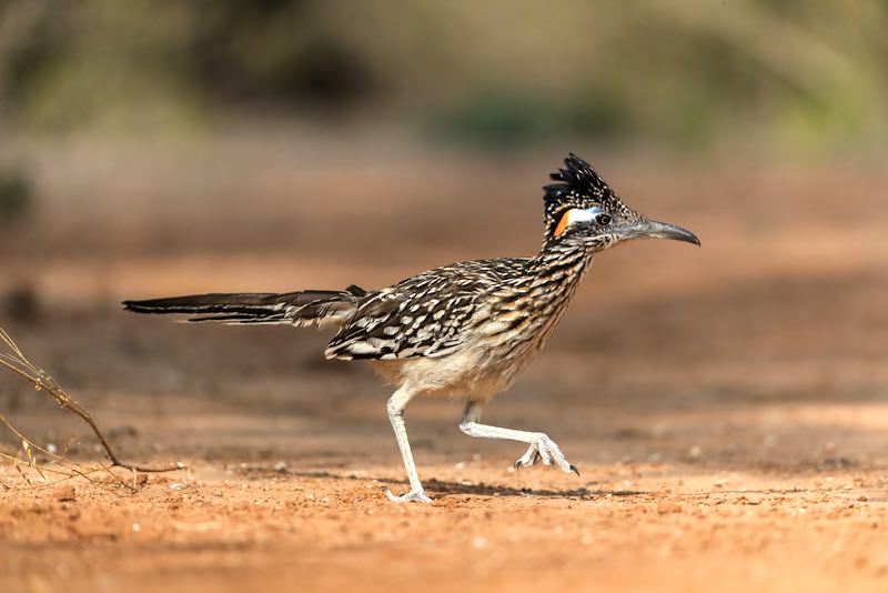 Greater Roadrunner running on dirt