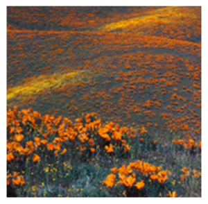 Antelope Valley California Poppy Reserve