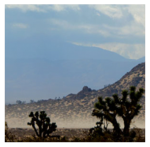 Large expanse of California Desert with Joshua Trees, Saddleback Butte State Park