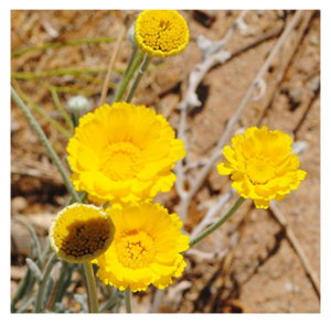 Yellow flowers at Prime Desert Woodland Preserve